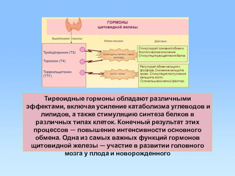 Тиреоидные гормоны обладают различными эффектами, включая усиление катаболизма углеводов и