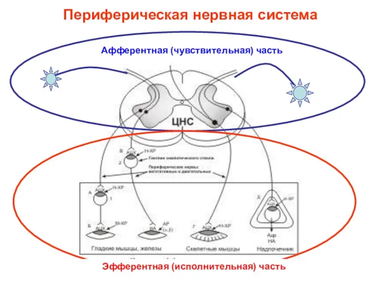 Периферическая нервная система Афферентная (чувствительная) часть Эфферентная (исполнительная) часть