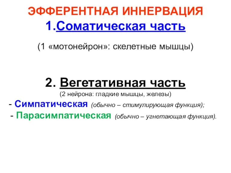 ЭФФЕРЕНТНАЯ ИННЕРВАЦИЯ 1.Соматическая часть (1 «мотонейрон»: скелетные мышцы) 2. Вегетативная