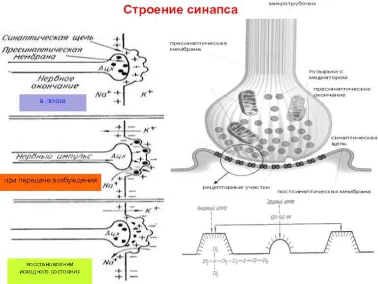 в покое при передаче возбуждения восстановлении исходного состояния Строение синапса