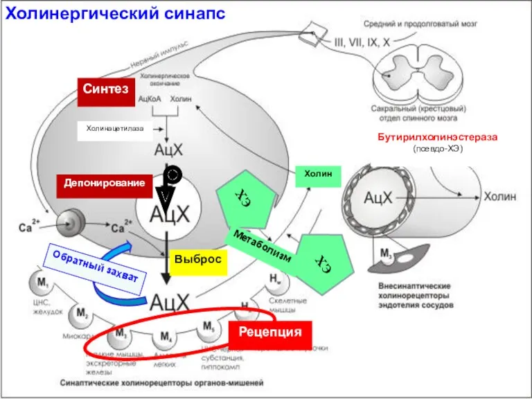 Холинергический синапс Синтез Обратный захват Депонирование Рецепция Выброс Бутирилхолинэстераза (псевдо-ХЭ) ХЭ ХЭ Метаболизм Холин Холинацетилаза