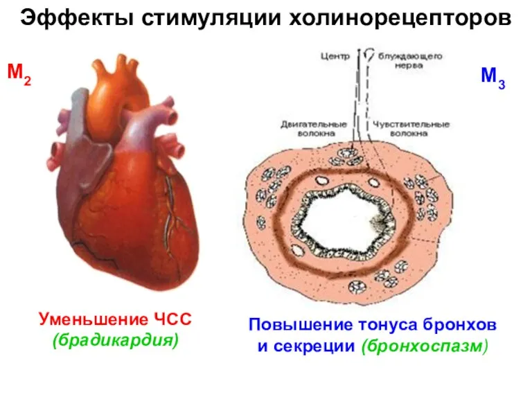 Эффекты стимуляции холинорецепторов Уменьшение ЧСС (брадикардия) Повышение тонуса бронхов и секреции (бронхоспазм) М3 М2