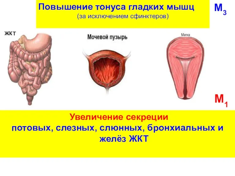 Увеличение секреции потовых, слезных, слюнных, бронхиальных и желёз ЖКТ ЖКТ