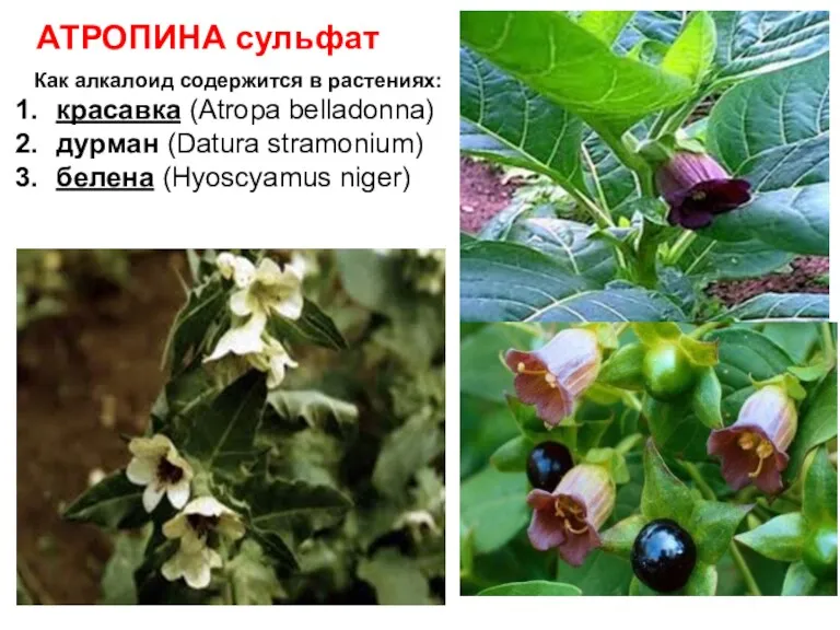 АТРОПИНА сульфат Как алкалоид содержится в растениях: красавка (Atropa belladonna) дурман (Datura stramonium) белена (Hyoscyamus niger)