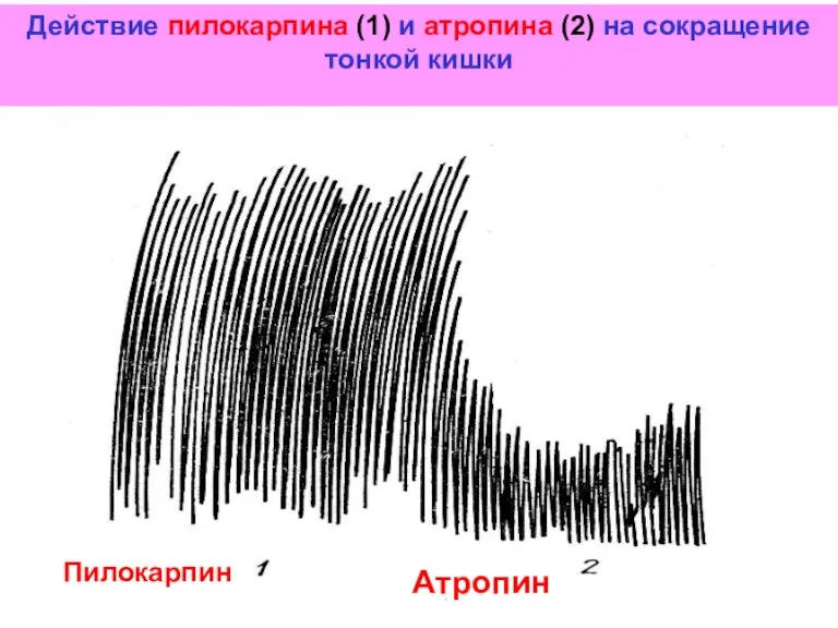 Действие пилокарпина (1) и атропина (2) на сокращение тонкой кишки Пилокарпин Атропин