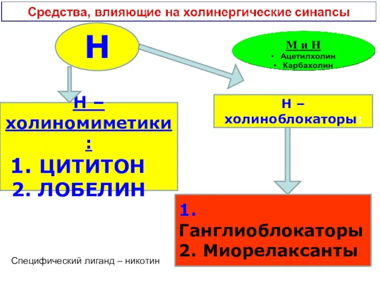 Н Н – холиномиметики: ЦИТИТОН ЛОБЕЛИН Н – холиноблокаторы: 1.