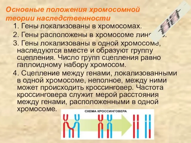1. Гены локализованы в хромосомах. 2. Гены расположены в хромосоме