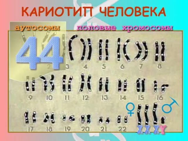 КАРИОТИП ЧЕЛОВЕКА половые хромосомы аутосомы