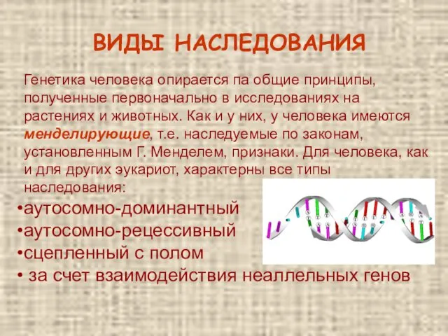 ВИДЫ НАСЛЕДОВАНИЯ Генетика человека опирается па общие принципы, полученные первоначально
