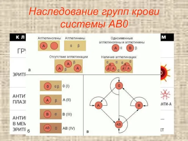 Наследование групп крови системы AB0