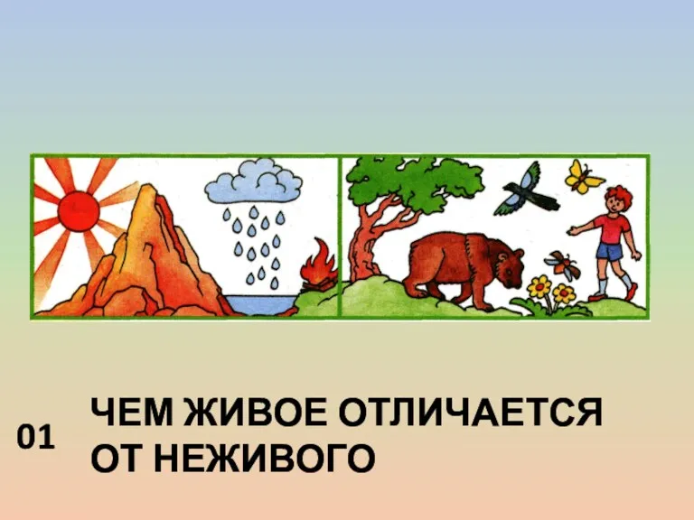 Тест. Отличие живого от неживого в природе