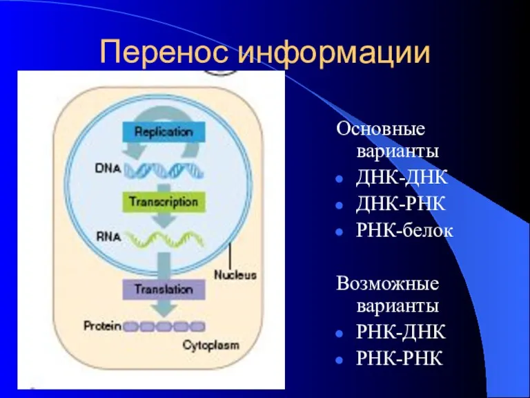 Перенос информации Основные варианты ДНК-ДНК ДНК-РНК РНК-белок Возможные варианты РНК-ДНК РНК-РНК