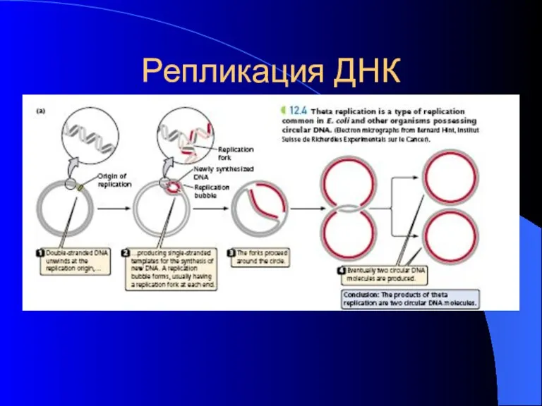 Репликация ДНК