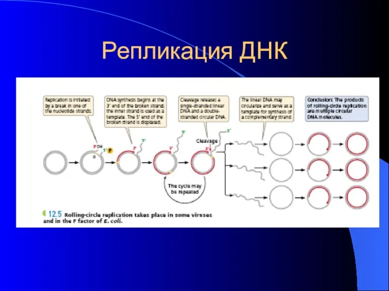 Репликация ДНК