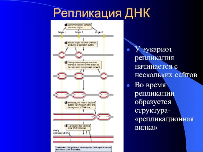 Репликация ДНК У эукариот репликация начинается с нескольких сайтов Во время репликации образуется структура- «репликационная вилка»