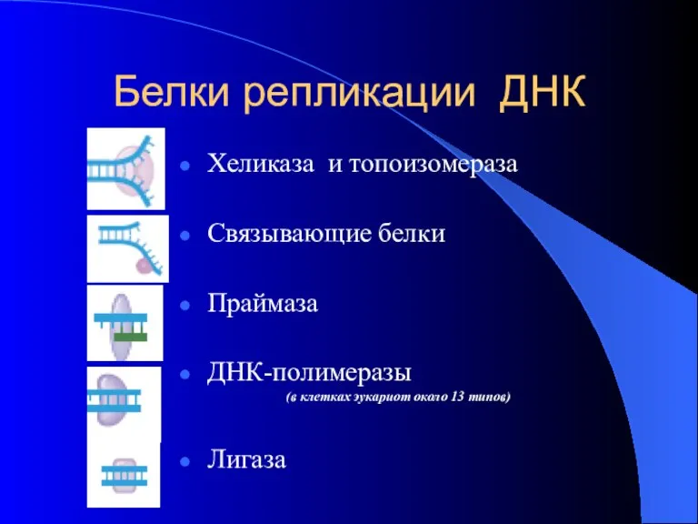 Белки репликации ДНК Хеликаза и топоизомераза Связывающие белки Праймаза ДНК-полимеразы