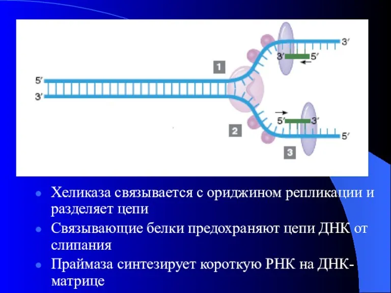 Хеликаза связывается с ориджином репликации и разделяет цепи Связывающие белки