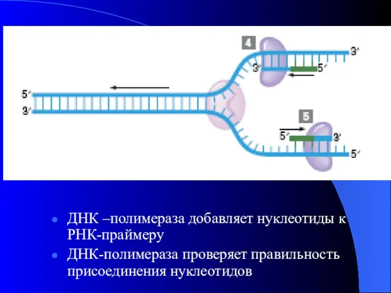 ДНК –полимераза добавляет нуклеотиды к РНК-праймеру ДНК-полимераза проверяет правильность присоединения нуклеотидов