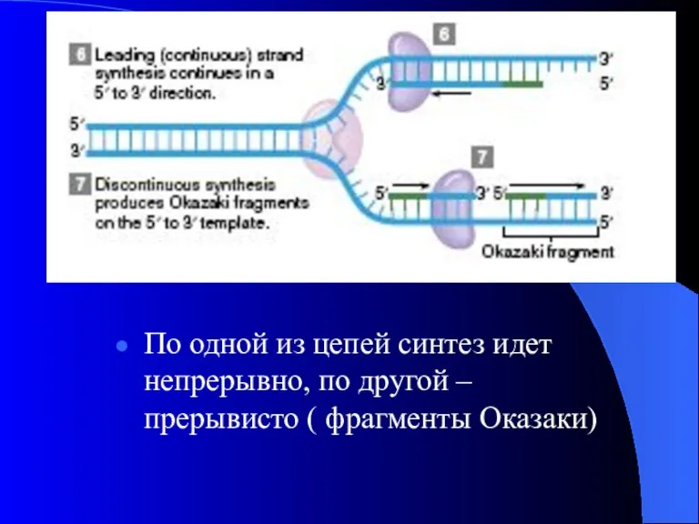 По одной из цепей синтез идет непрерывно, по другой – прерывисто ( фрагменты Оказаки)