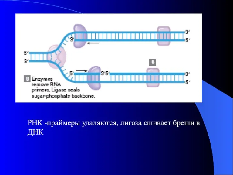 РНК -праймеры удаляются, лигаза сшивает бреши в ДНК