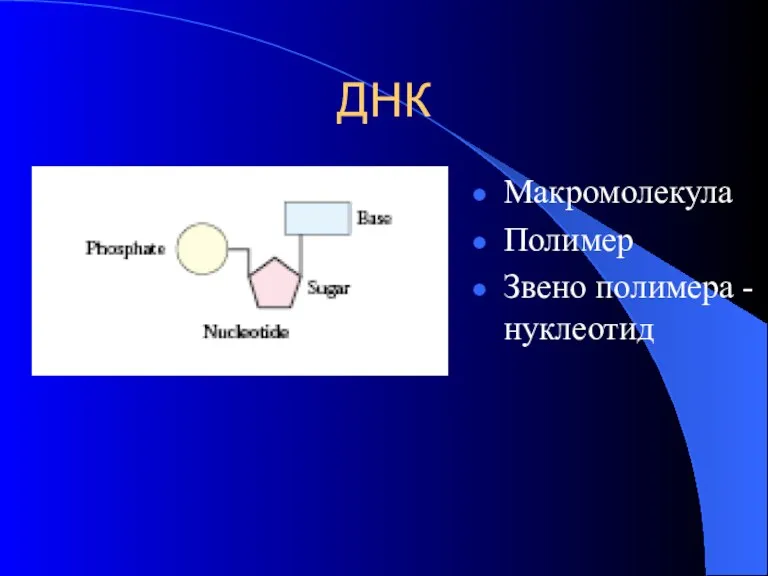 ДНК Макромолекула Полимер Звено полимера - нуклеотид