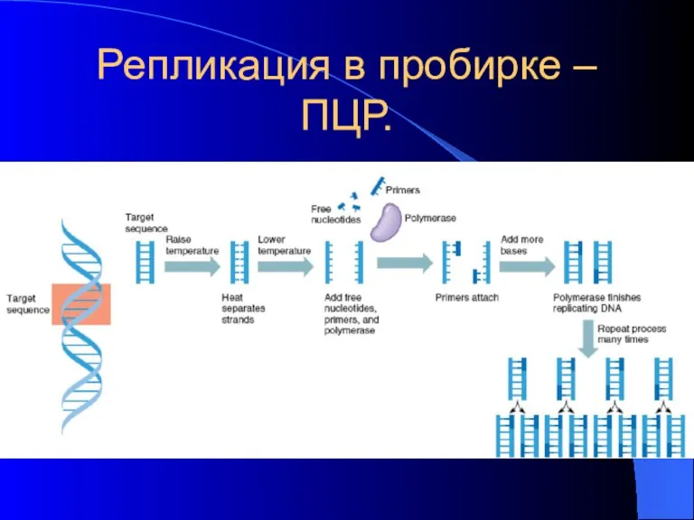 Репликация в пробирке –ПЦР.