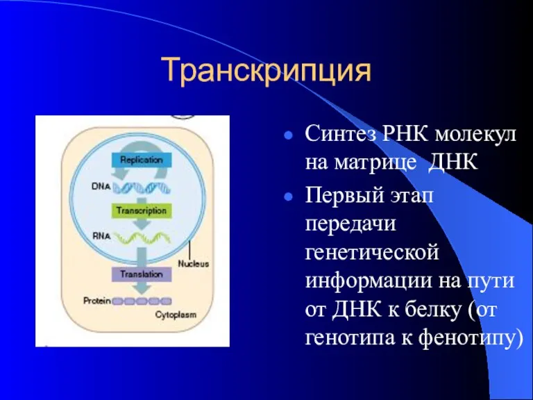 Транскрипция Синтез РНК молекул на матрице ДНК Первый этап передачи