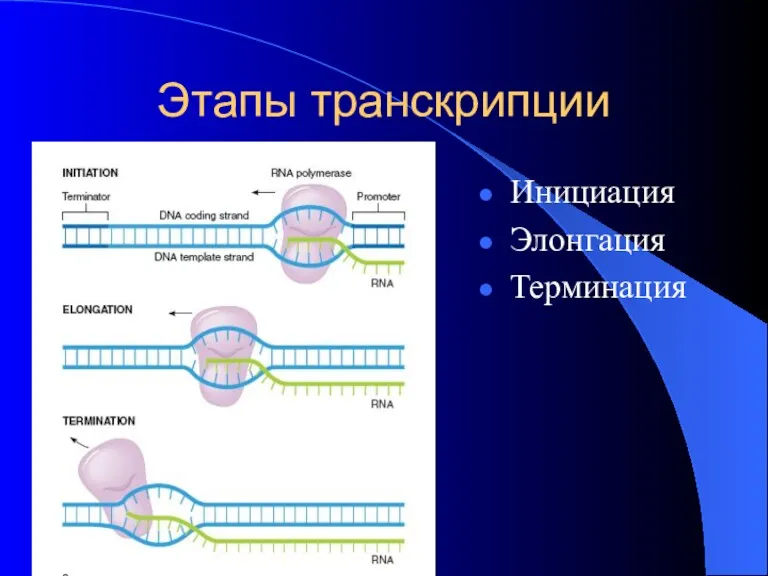 Этапы транскрипции Инициация Элонгация Терминация