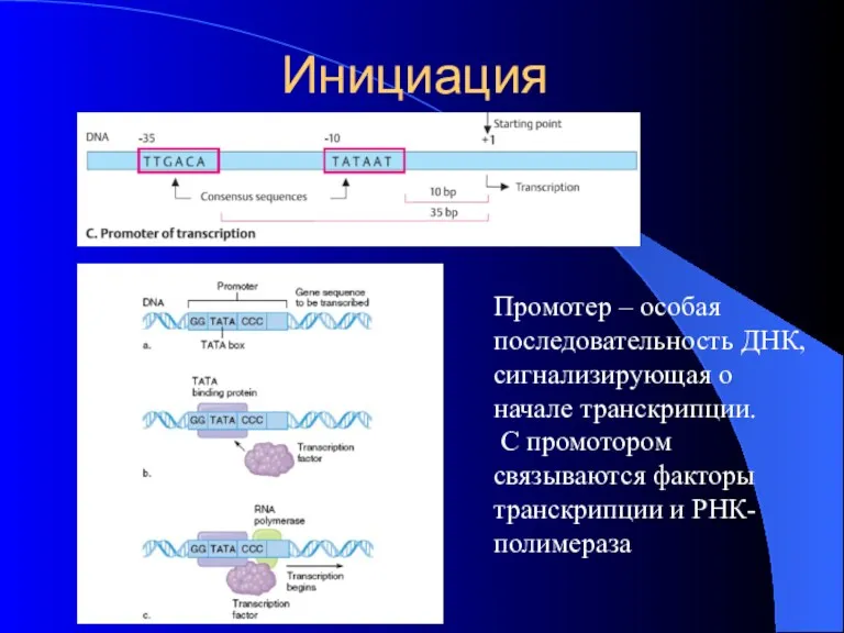 Инициация Промотер – особая последовательность ДНК, сигнализирующая о начале транскрипции.