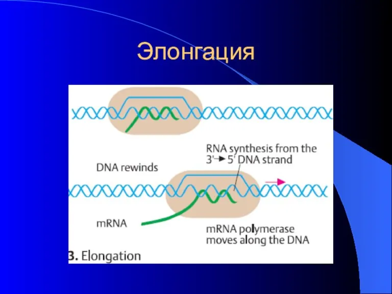 Элонгация