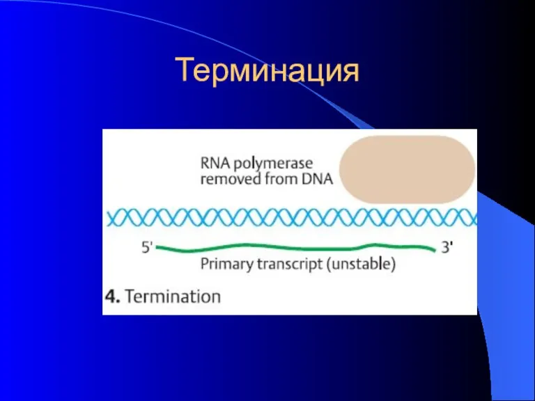 Терминация