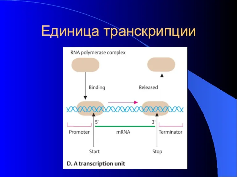 Единица транскрипции