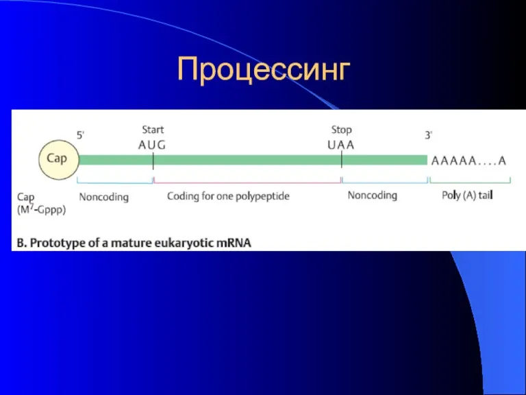 Процессинг