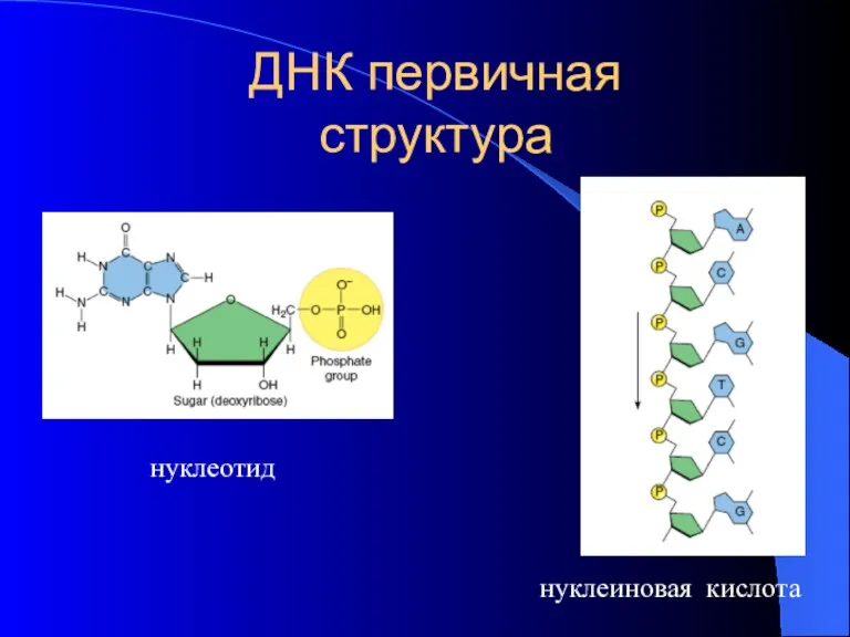 ДНК первичная структура нуклеотид нуклеиновая кислота