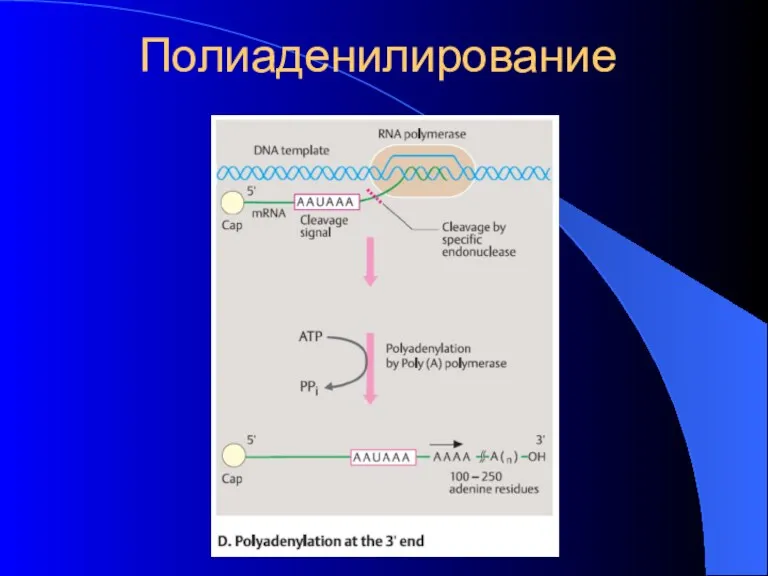 Полиаденилирование