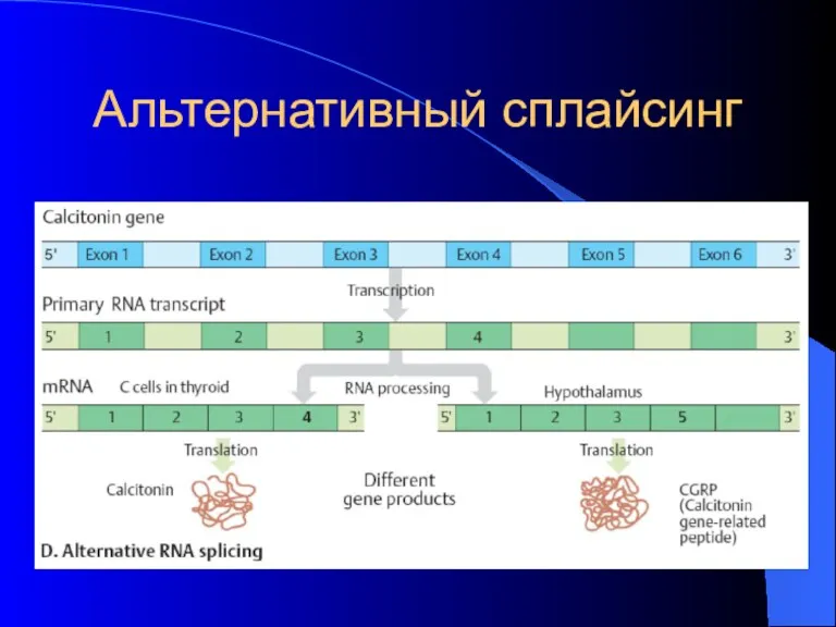 Альтернативный сплайсинг