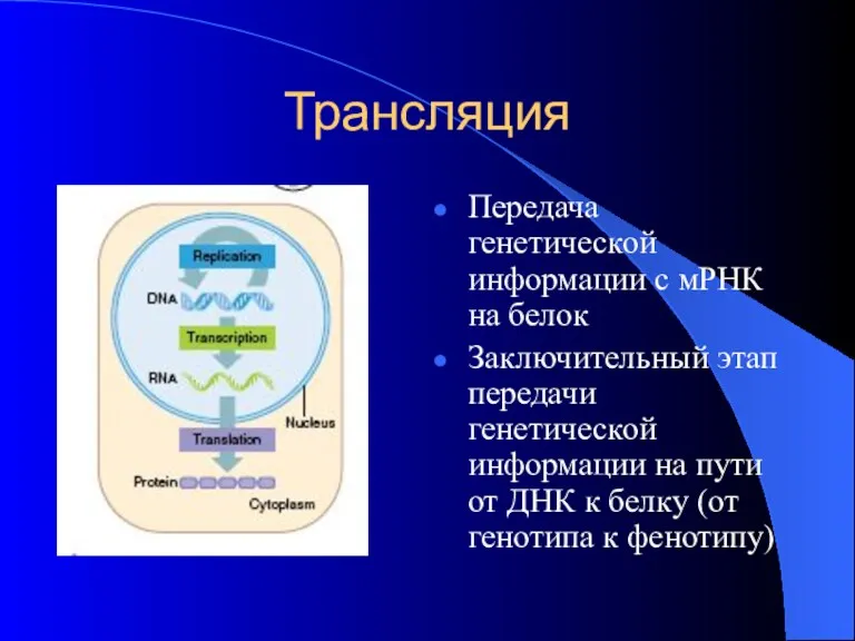 Трансляция Передача генетической информации с мРНК на белок Заключительный этап