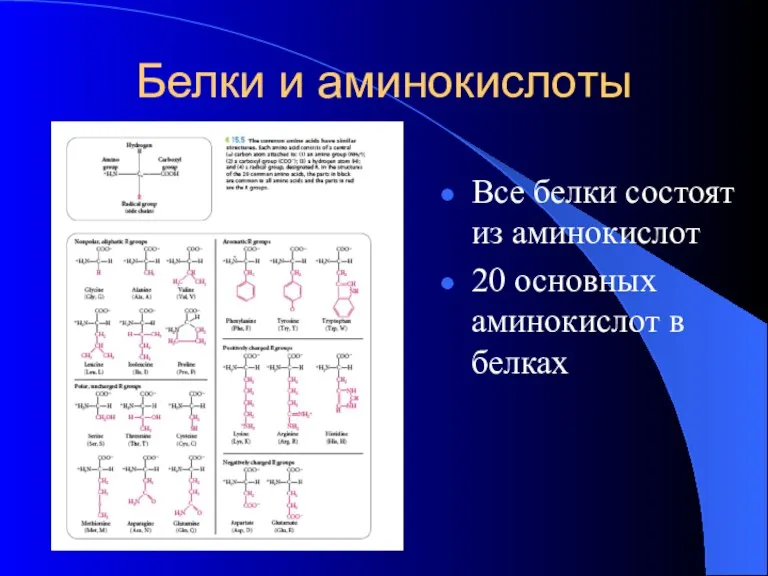 Белки и аминокислоты Все белки состоят из аминокислот 20 основных аминокислот в белках