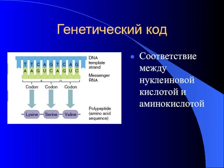 Генетический код Соответствие между нуклеиновой кислотой и аминокислотой