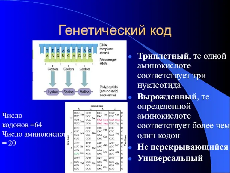 Генетический код Триплетный, те одной аминокислоте соответствует три нуклеотида Вырожденный,