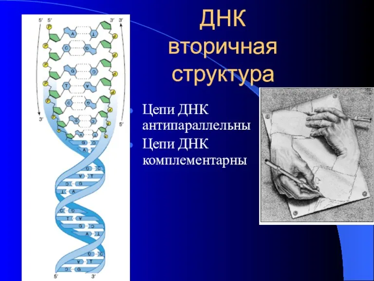 ДНК вторичная структура Цепи ДНК антипараллельны Цепи ДНК комплементарны