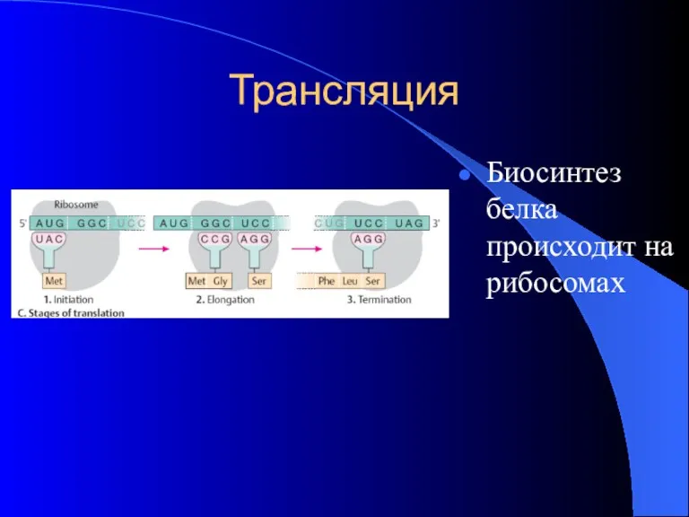 Трансляция Биосинтез белка происходит на рибосомах