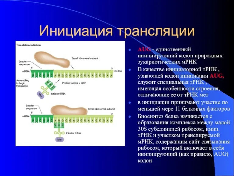 Инициация трансляции AUG - единственный инициирующий кодон природных эукариотических мРНК