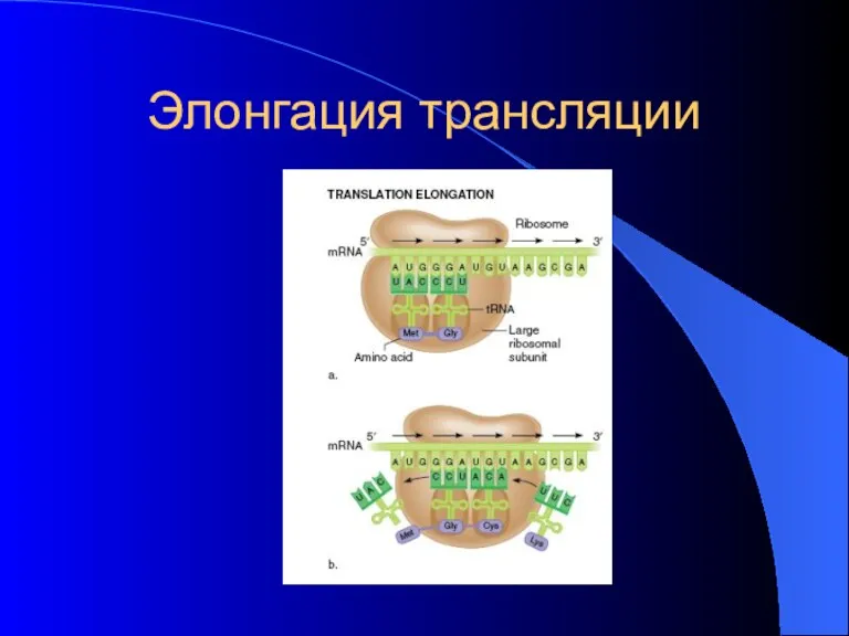 Элонгация трансляции