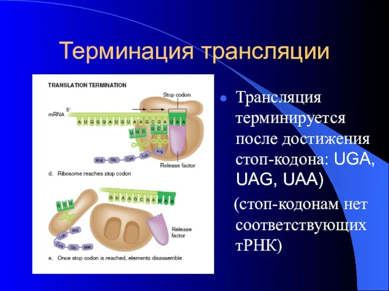 Терминация трансляции Трансляция терминируется после достижения стоп-кодона: UGA, UAG, UAA) (стоп-кодонам нет соответствующих тРНК)