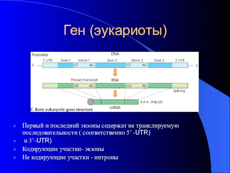 Ген (эукариоты) Первый и последний экзоны содержат не транслируемую последовательности