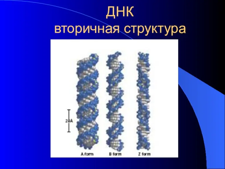 ДНК вторичная структура