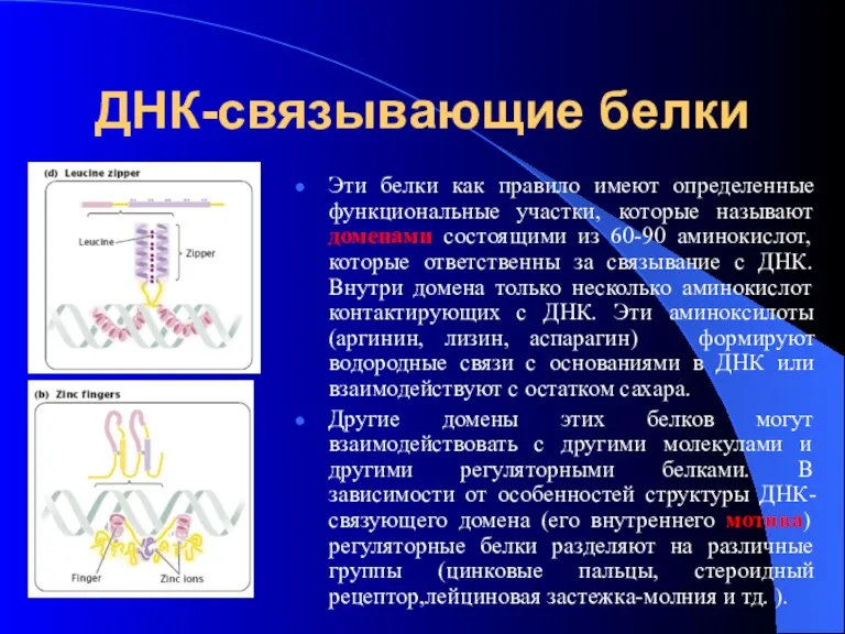 ДНК-связывающие белки Эти белки как правило имеют определенные функциональные участки,