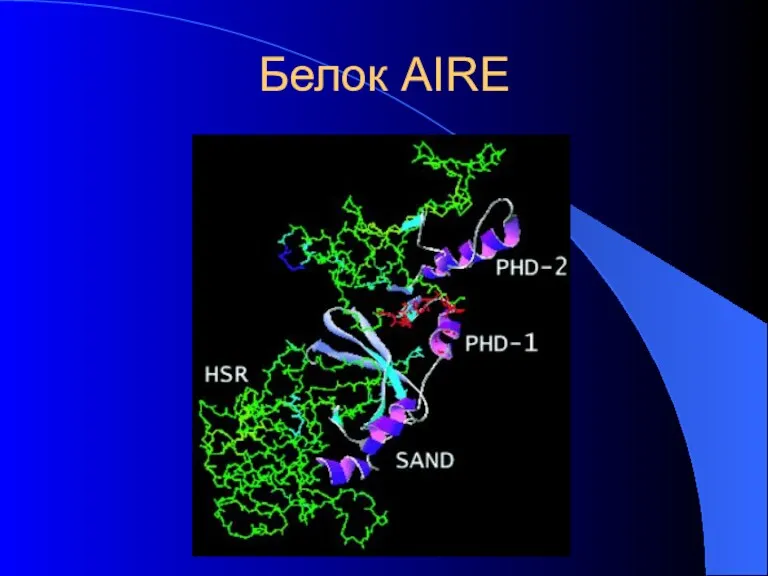 Белок AIRE