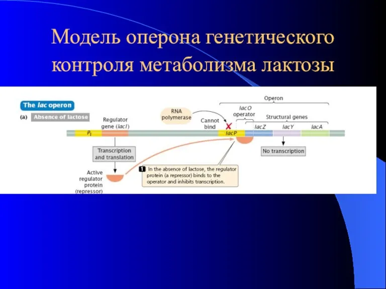 Модель оперона генетического контроля метаболизма лактозы